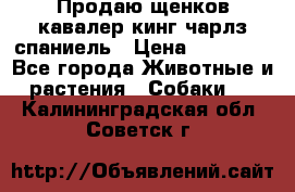 Продаю щенков кавалер кинг чарлз спаниель › Цена ­ 40 000 - Все города Животные и растения » Собаки   . Калининградская обл.,Советск г.